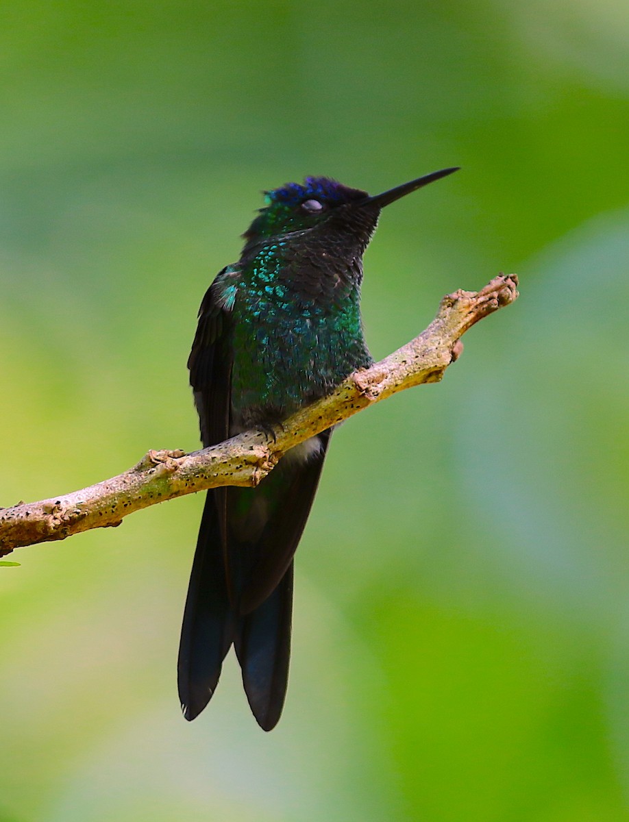 Violet-capped Woodnymph - ML110828461