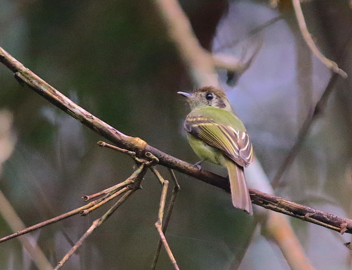 Sepia-capped Flycatcher - ML110828791