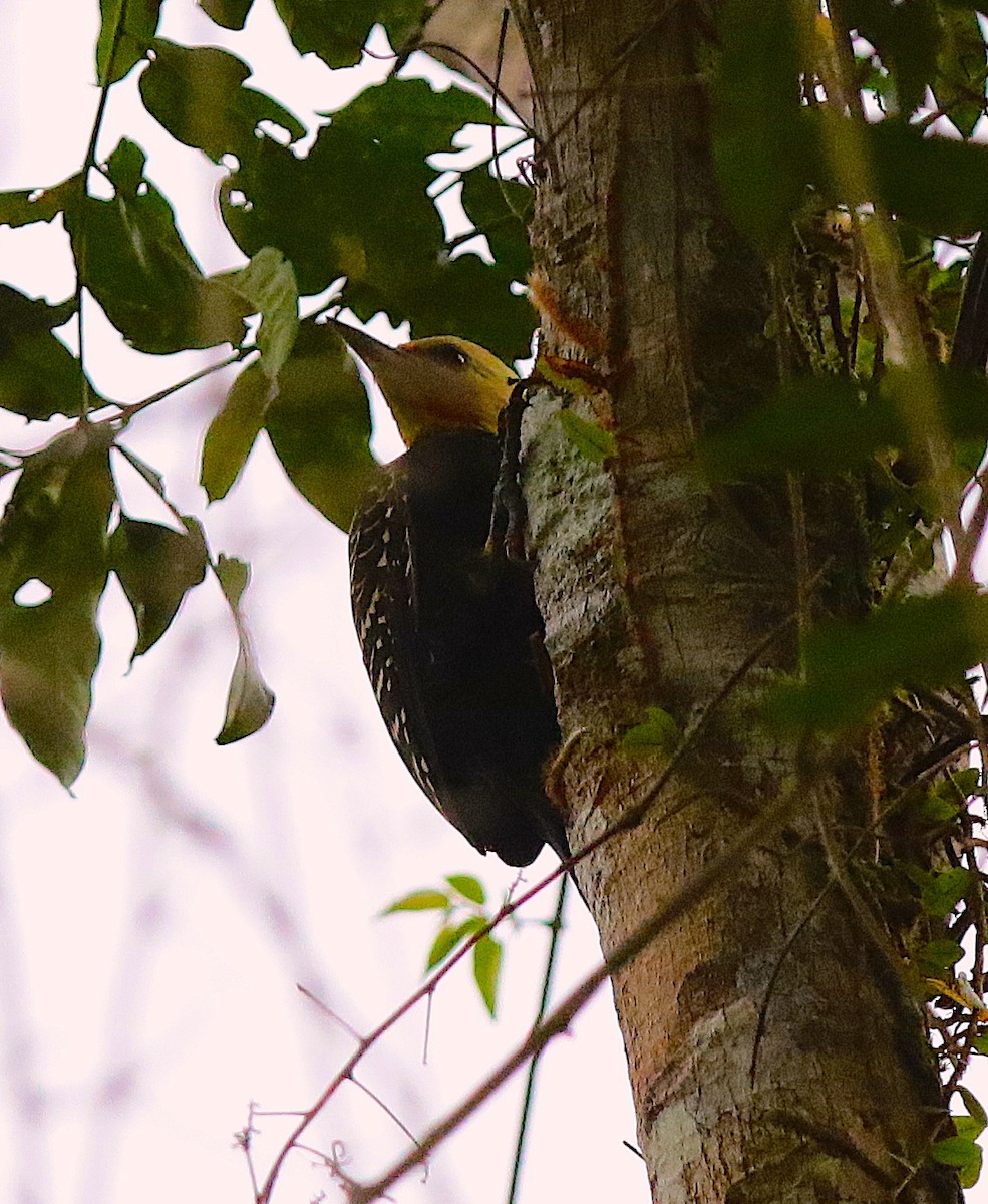 Blond-crested Woodpecker - Anonymous
