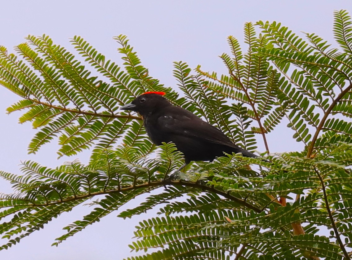 Flame-crested Tanager (Flame-crested) - Anonymous