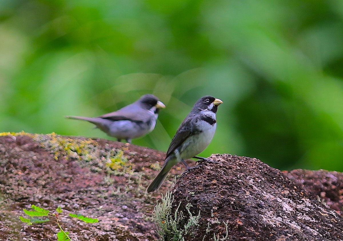 Double-collared Seedeater - ML110828941