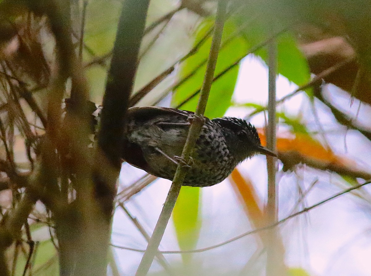 Scaled Antbird - ML110829011