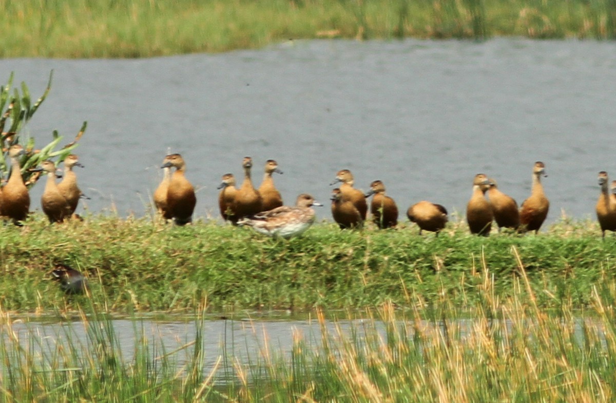 Eurasian Wigeon - ML110829301