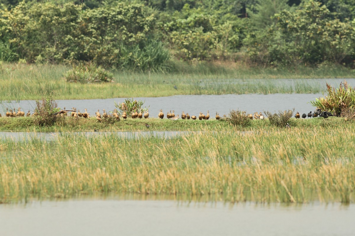 Garganey - ML110829441