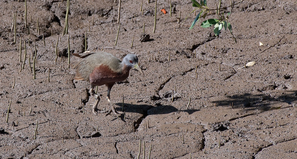 Chestnut Rail - ML110829741