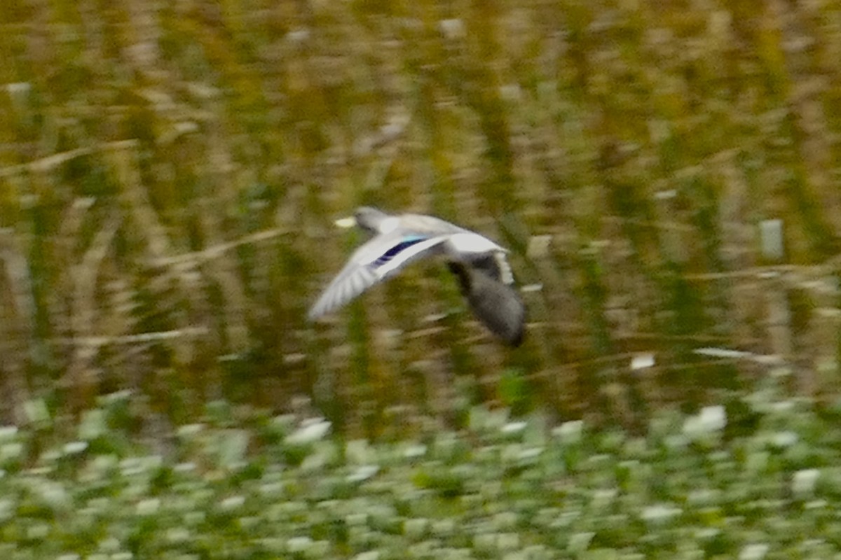 Yellow-billed Teal - ML110830021