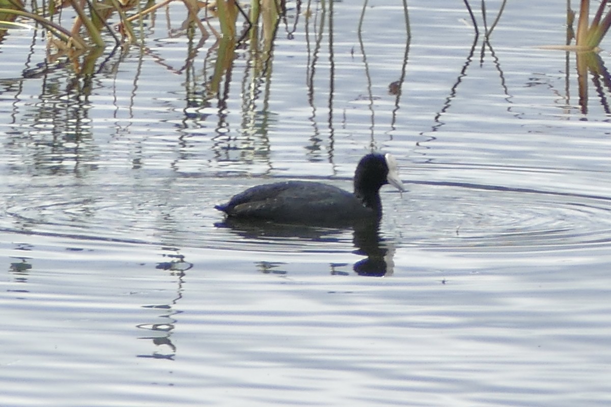 Slate-colored Coot - ML110830041