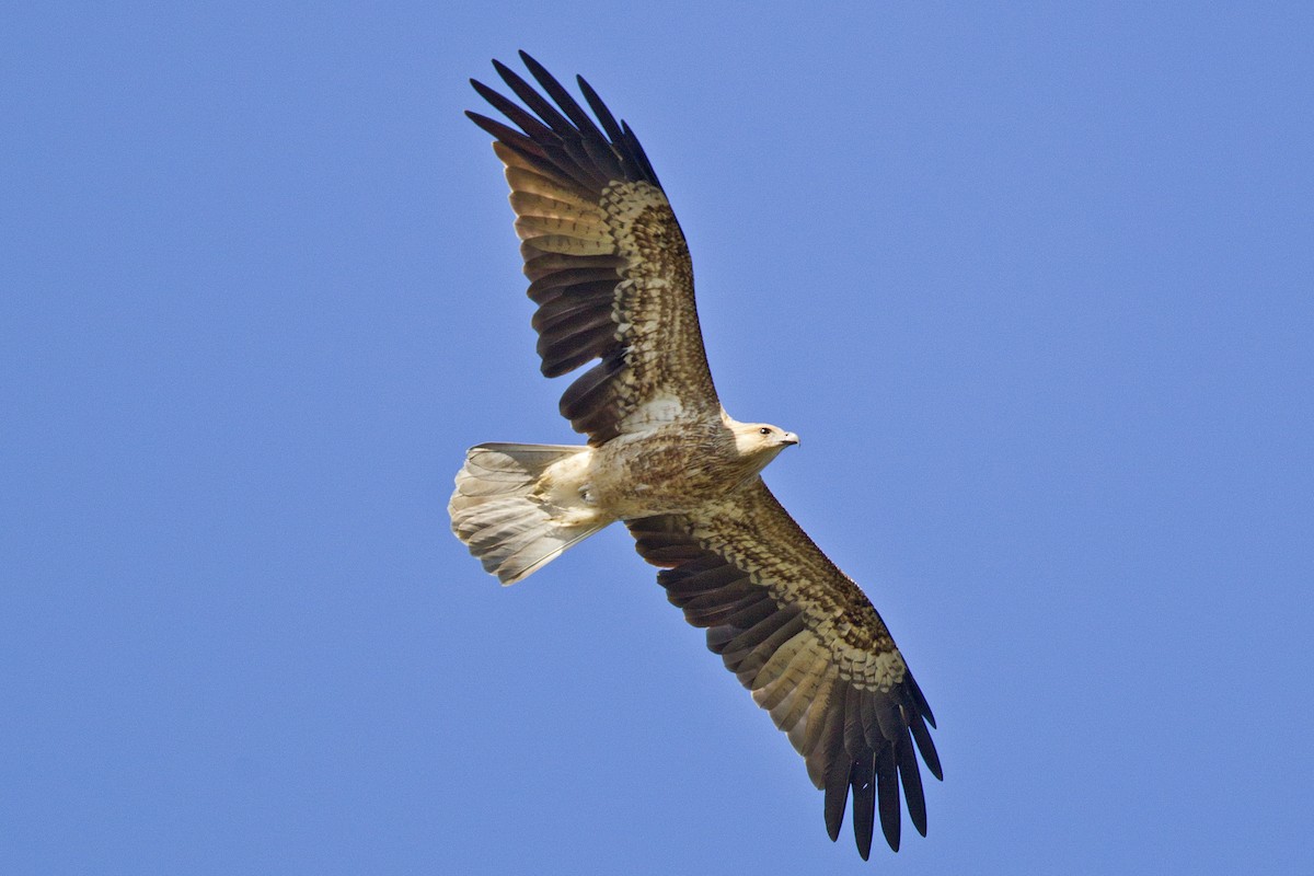 Whistling Kite - Mat Gilfedder
