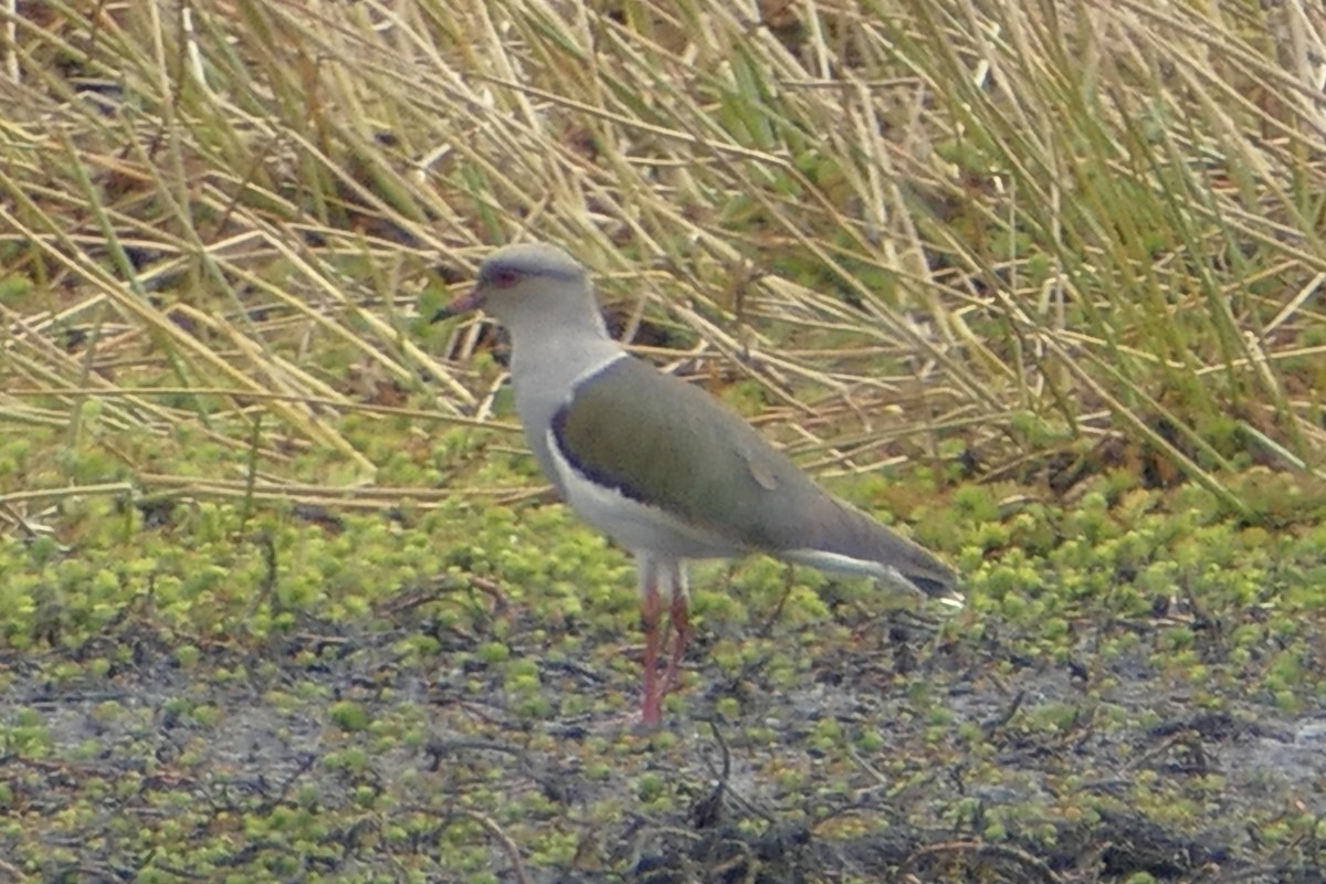 Andean Lapwing - ML110830071