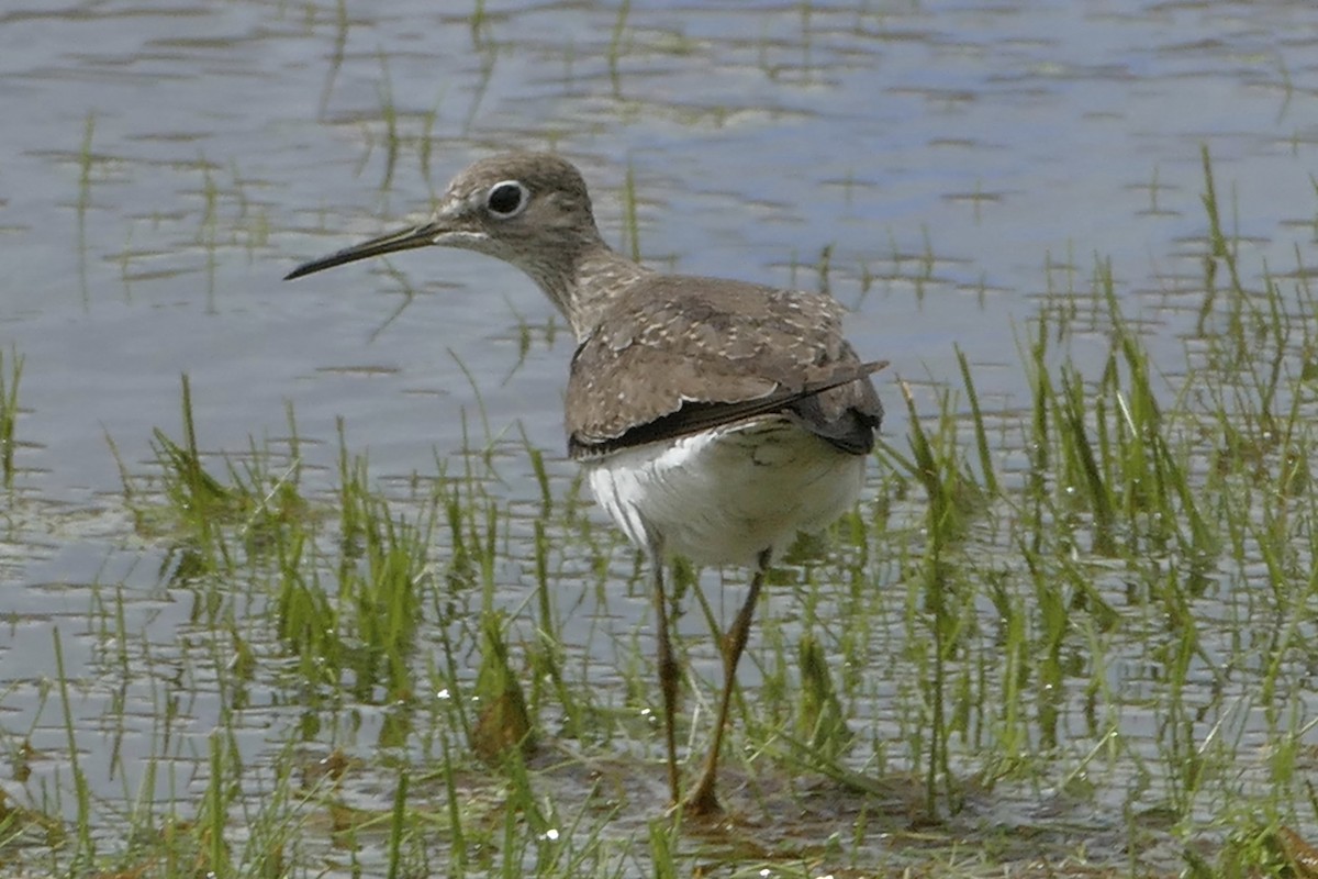 Solitary Sandpiper - ML110830171