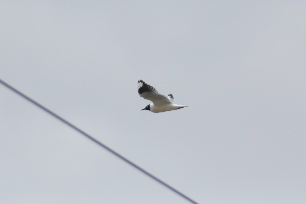 Andean Gull - ML110830191