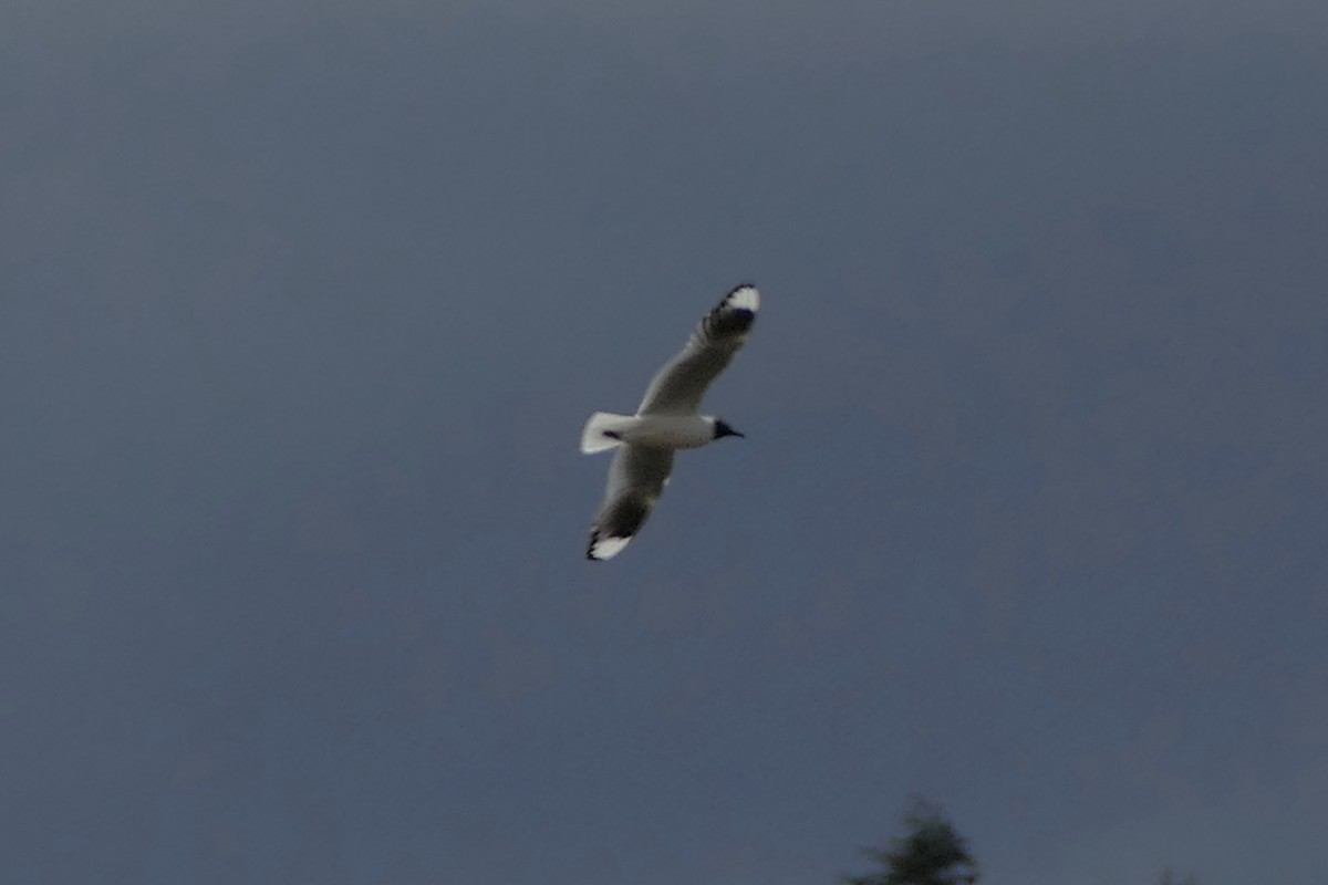 Andean Gull - ML110830211