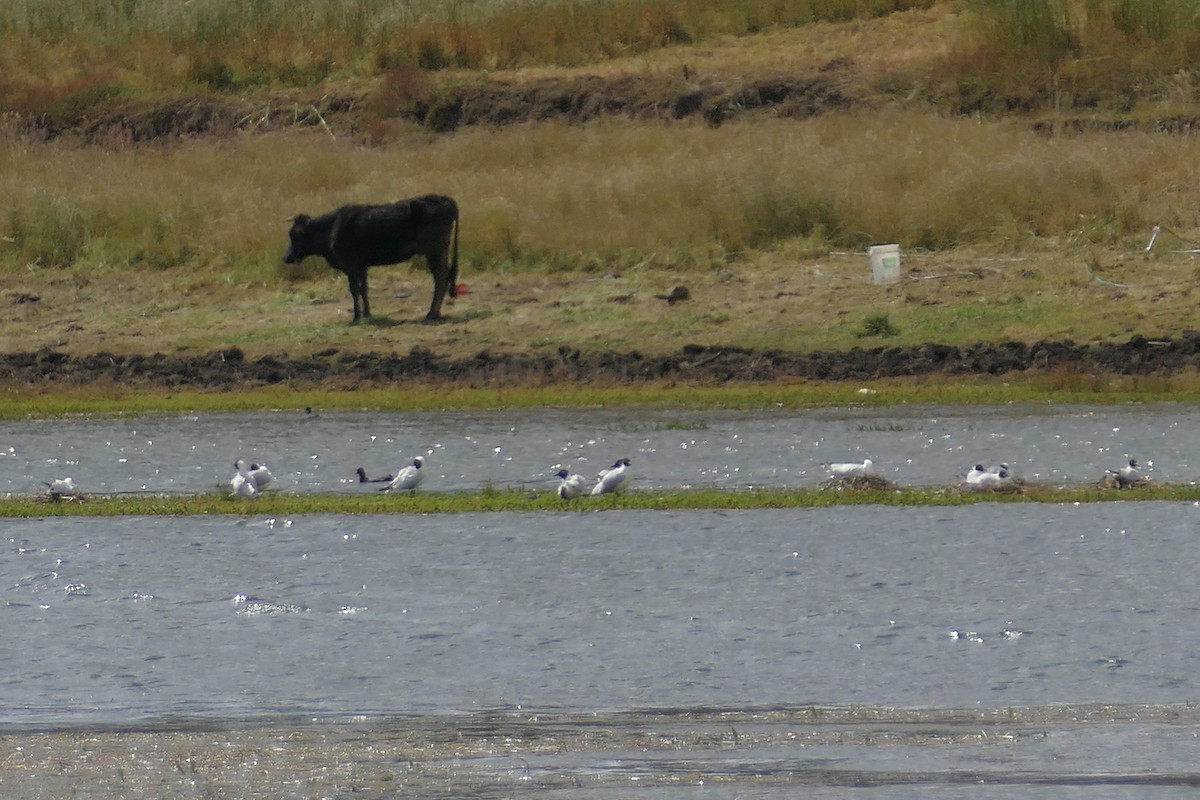 Andean Gull - Peter Kaestner