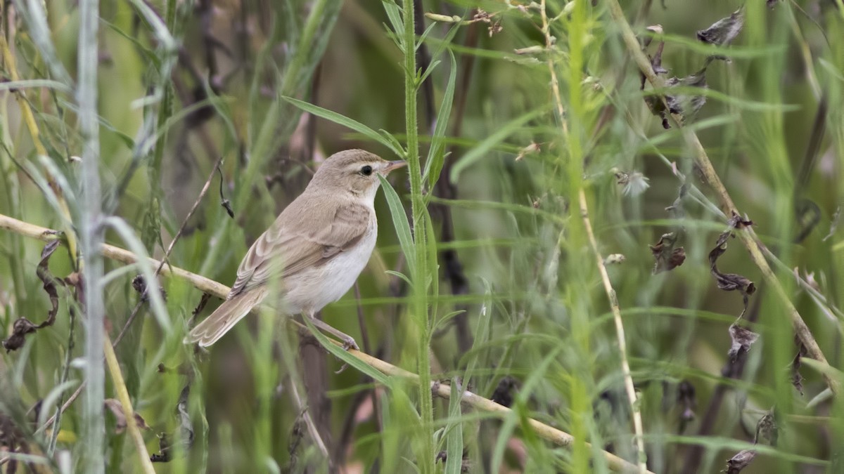 Booted Warbler - ML110830801