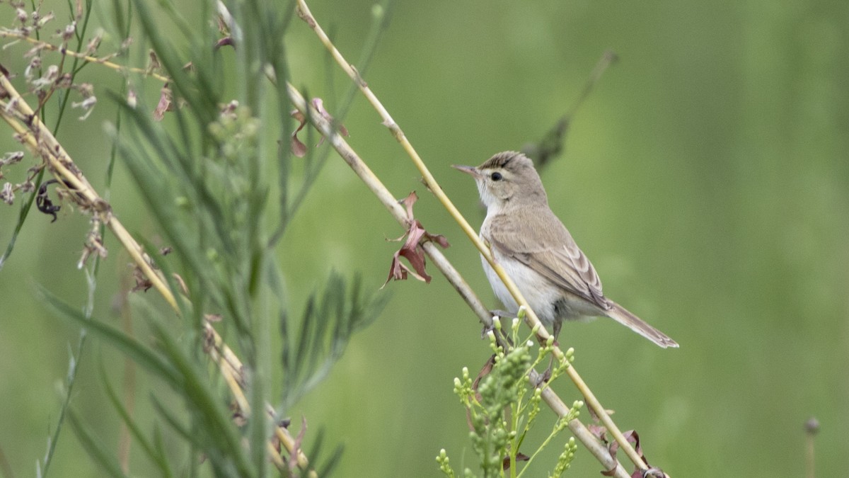 Booted Warbler - ML110830811