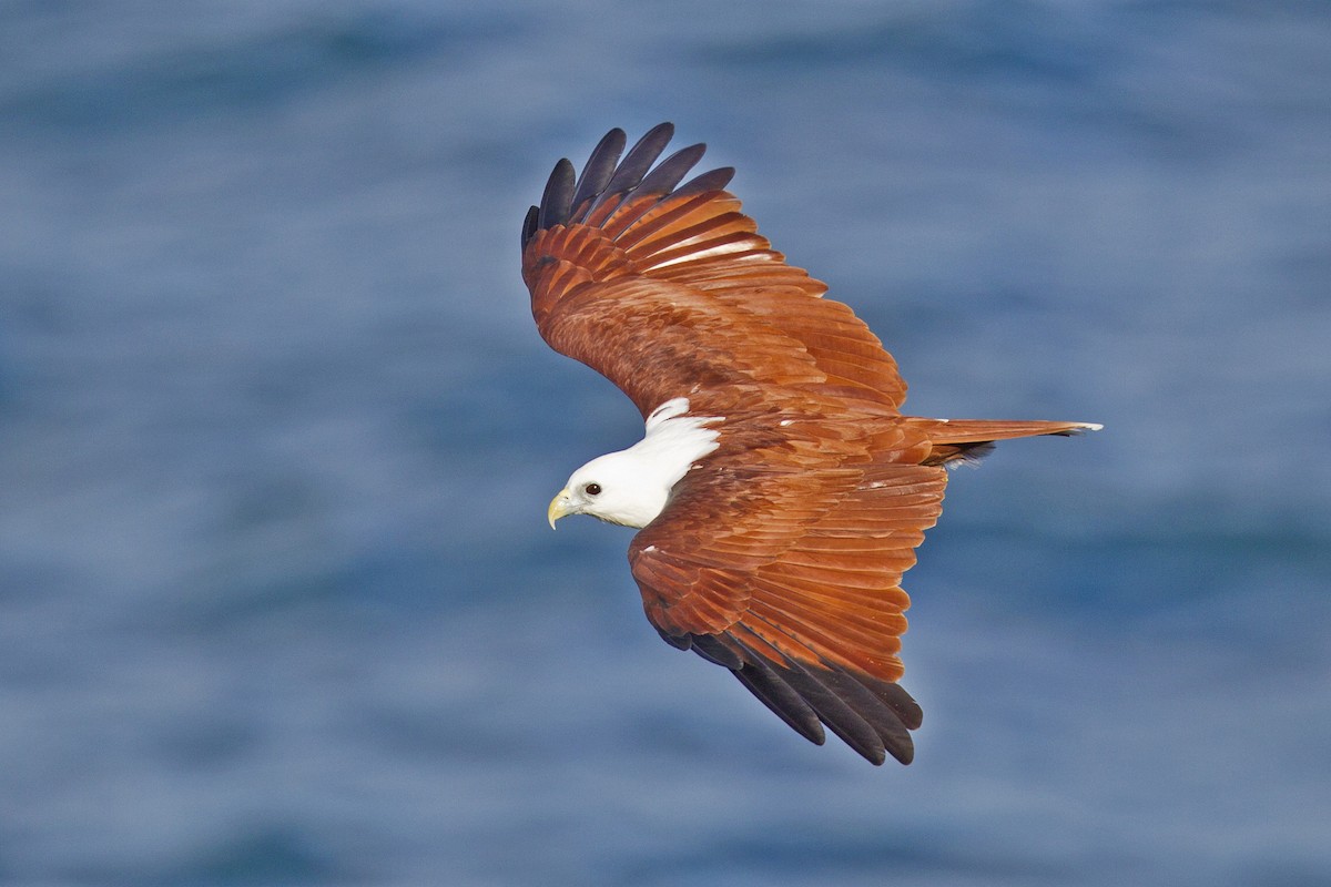 Brahminy Kite - Mat Gilfedder