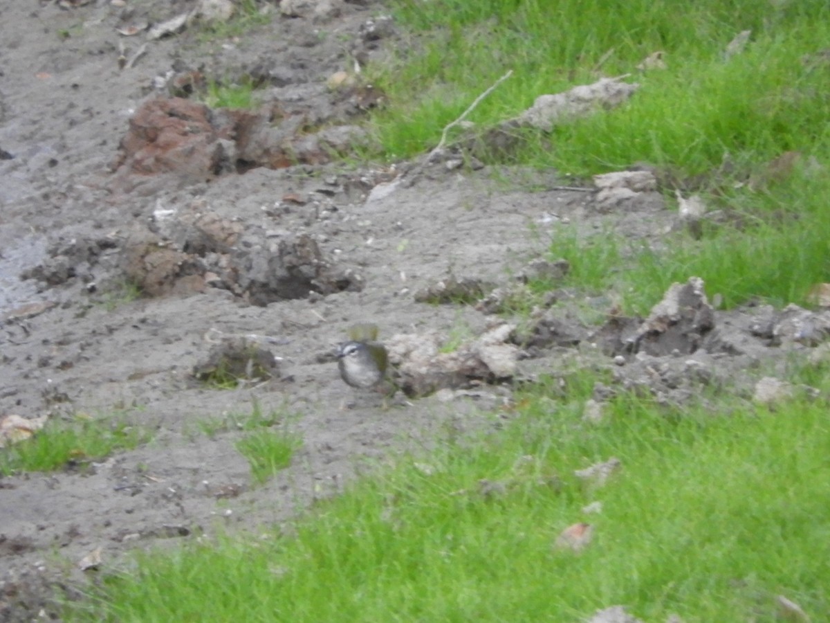 White-browed Warbler - ML110835081