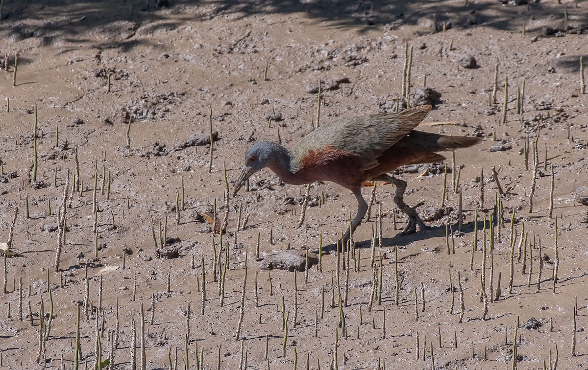 Chestnut Rail - ML110836221