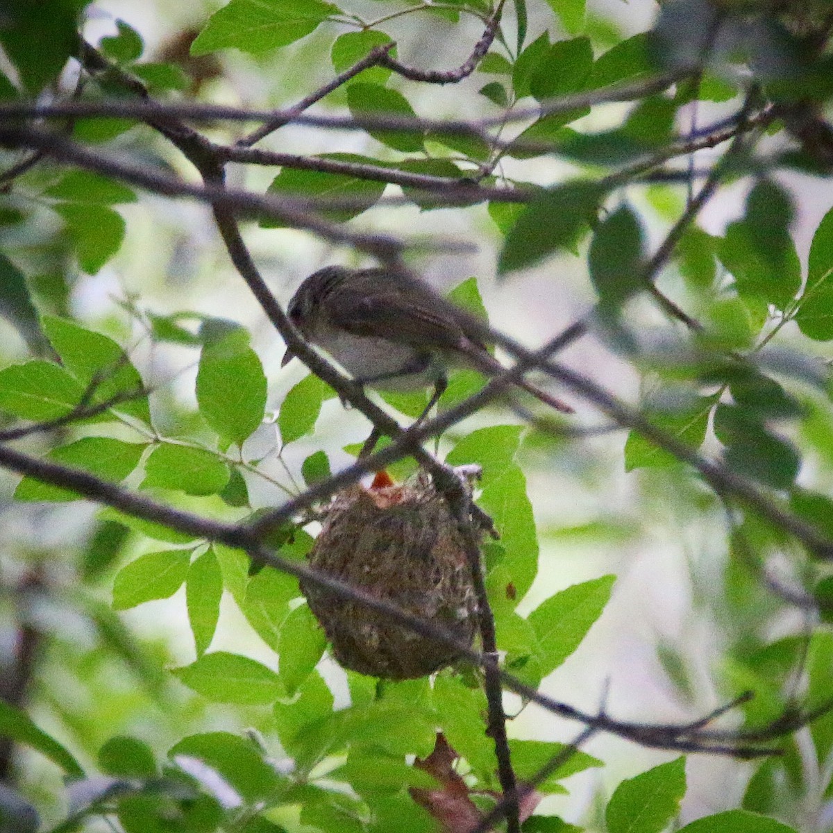 Ötücü Vireo - ML110836331