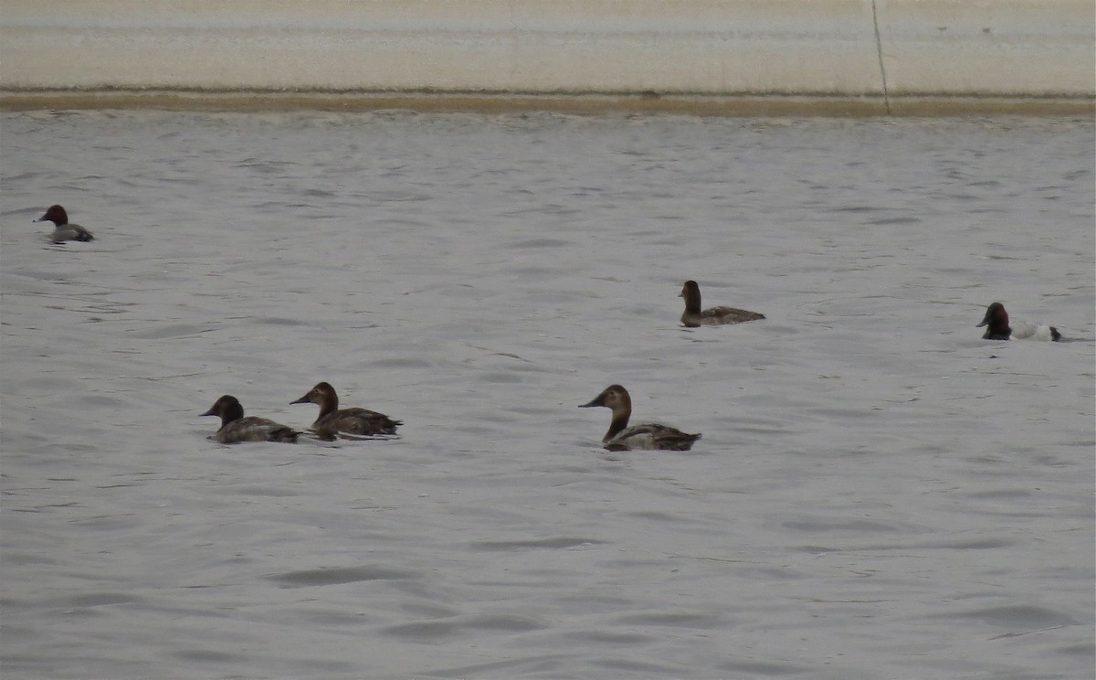 Canvasback - ML110836551