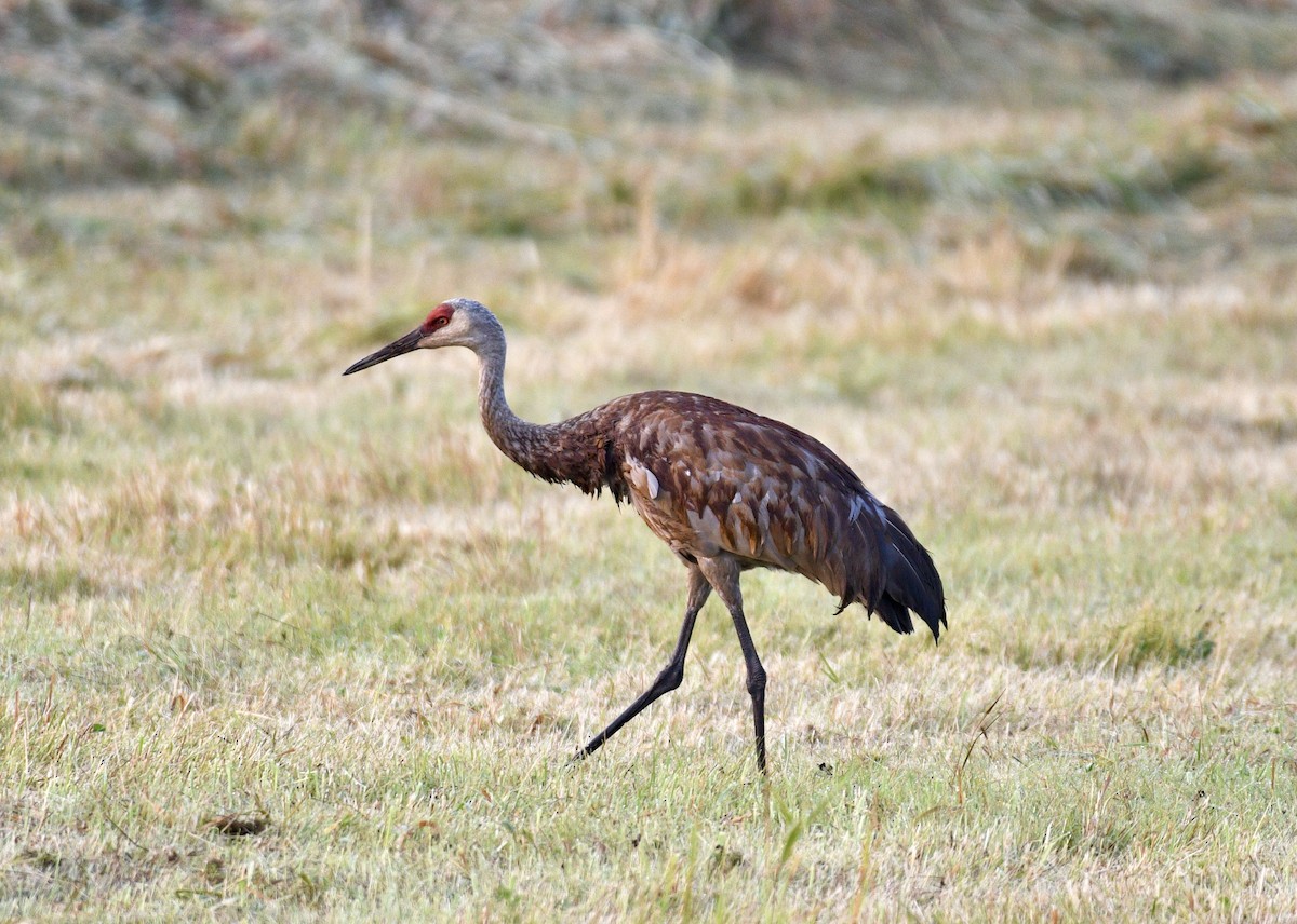 Sandhill Crane - Joe Wujcik