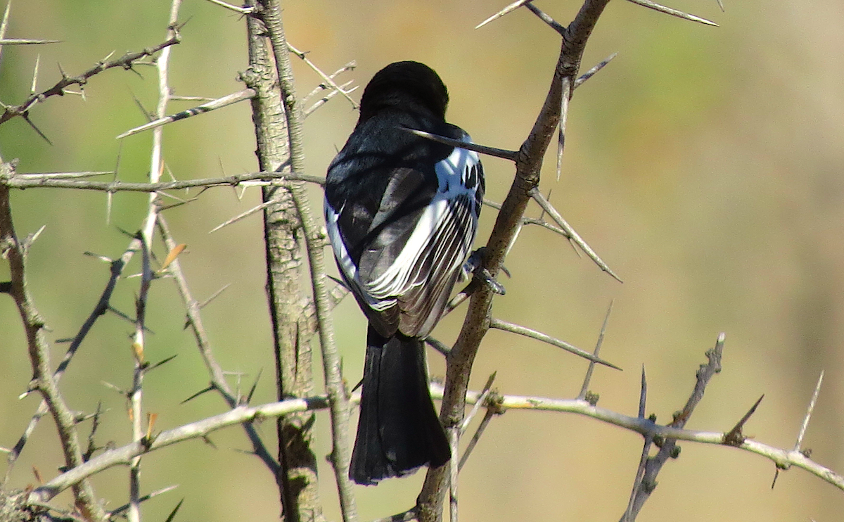 Southern Black-Tit - ML110838981