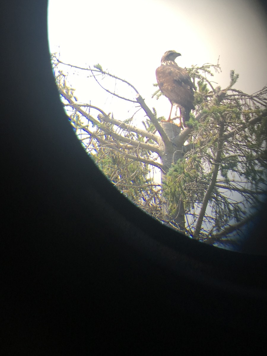 Great Black Hawk - ML110838991