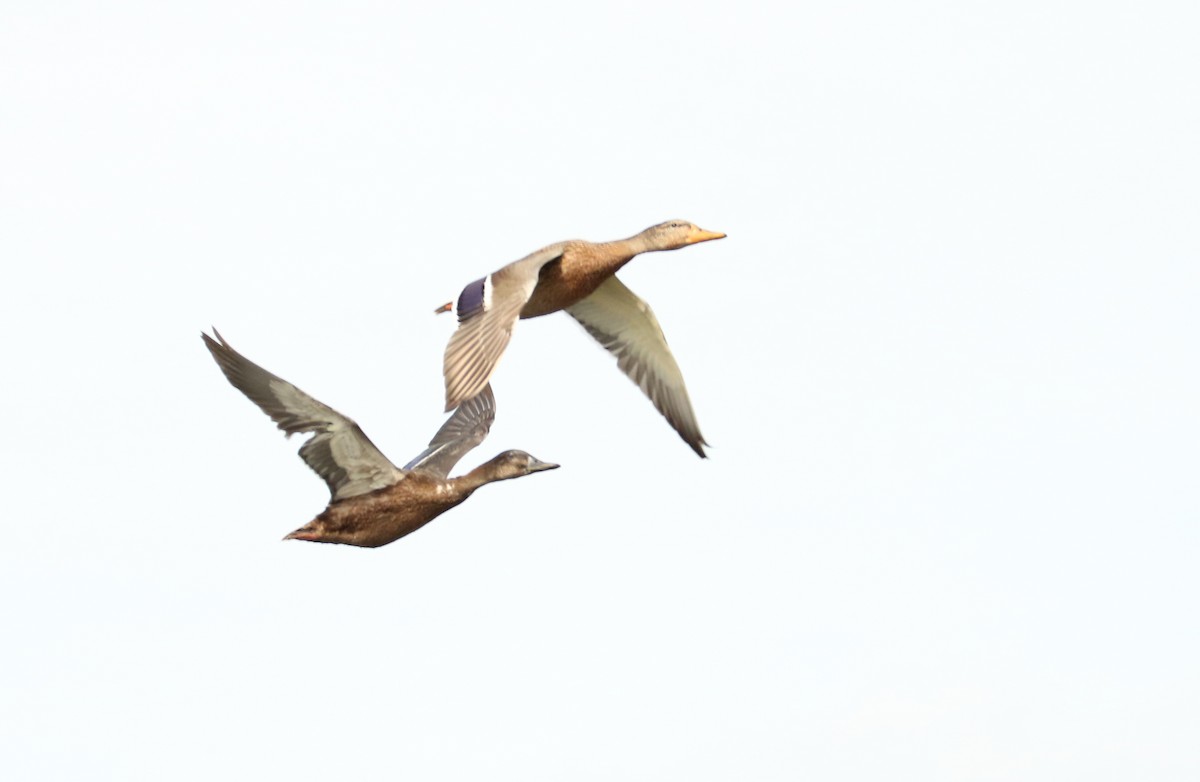 Stockente - ML110840511