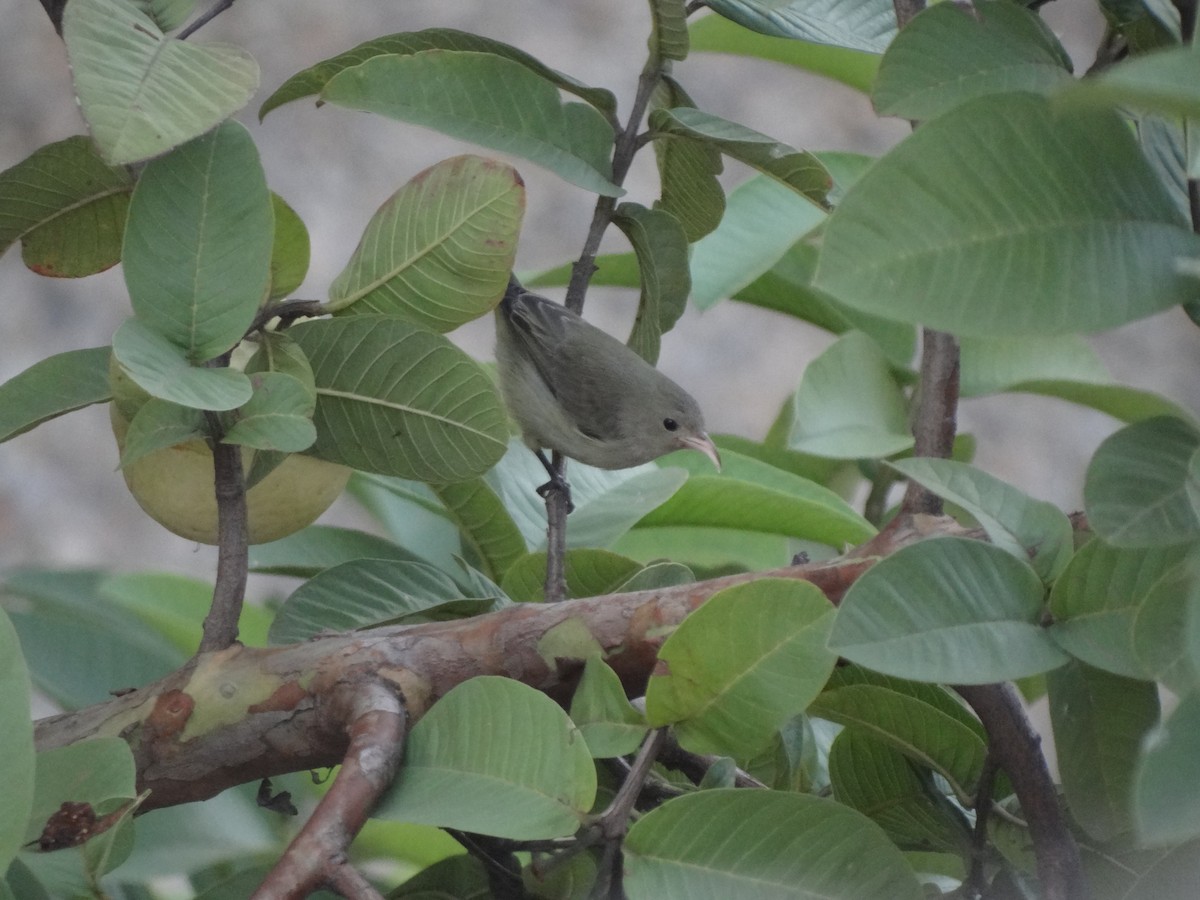 Pale-billed Flowerpecker - ML110841841