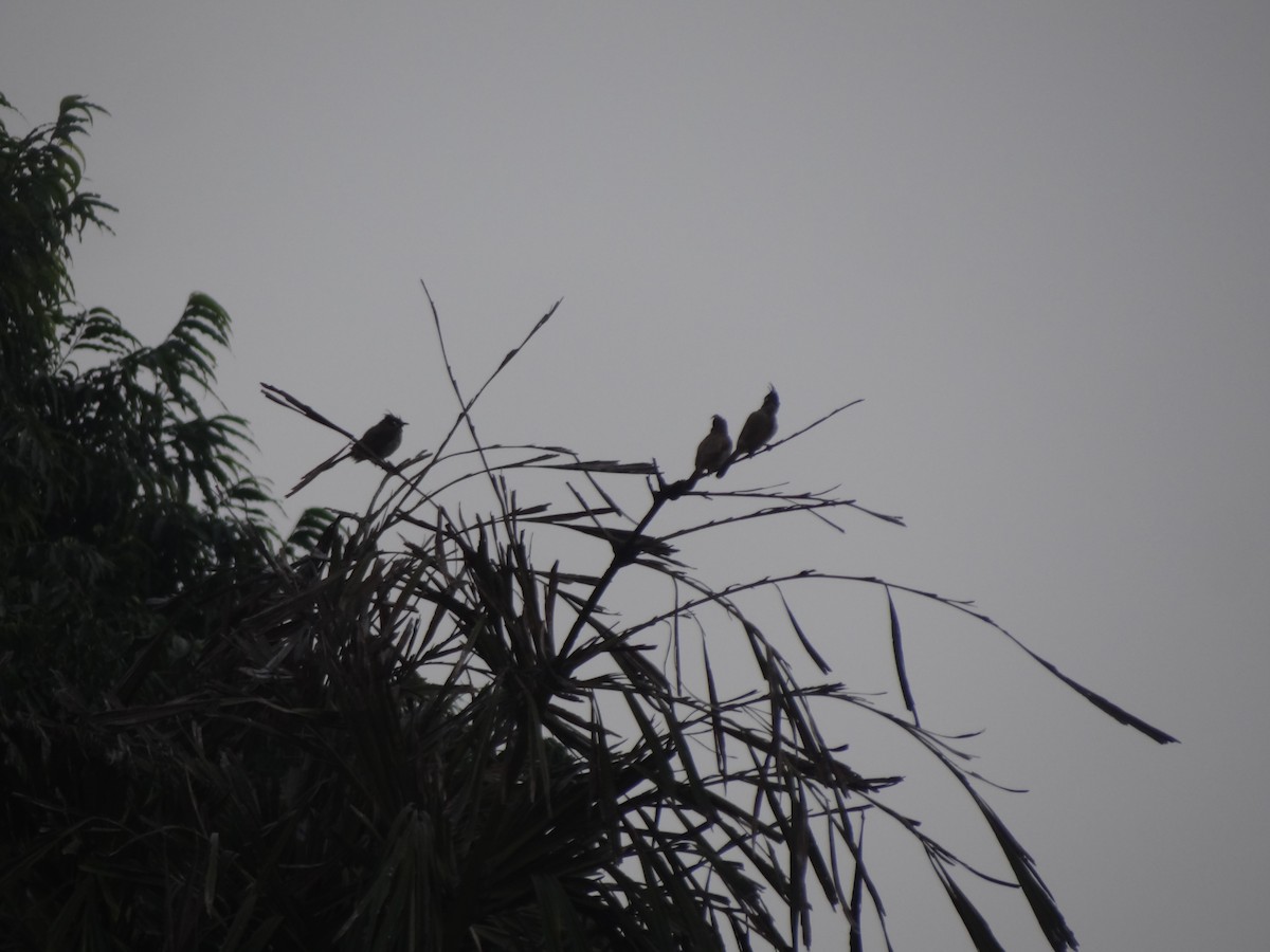 Himalayan Bulbul - ML110841851
