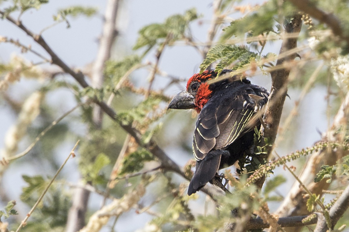 Black-billed Barbet - ML110843891