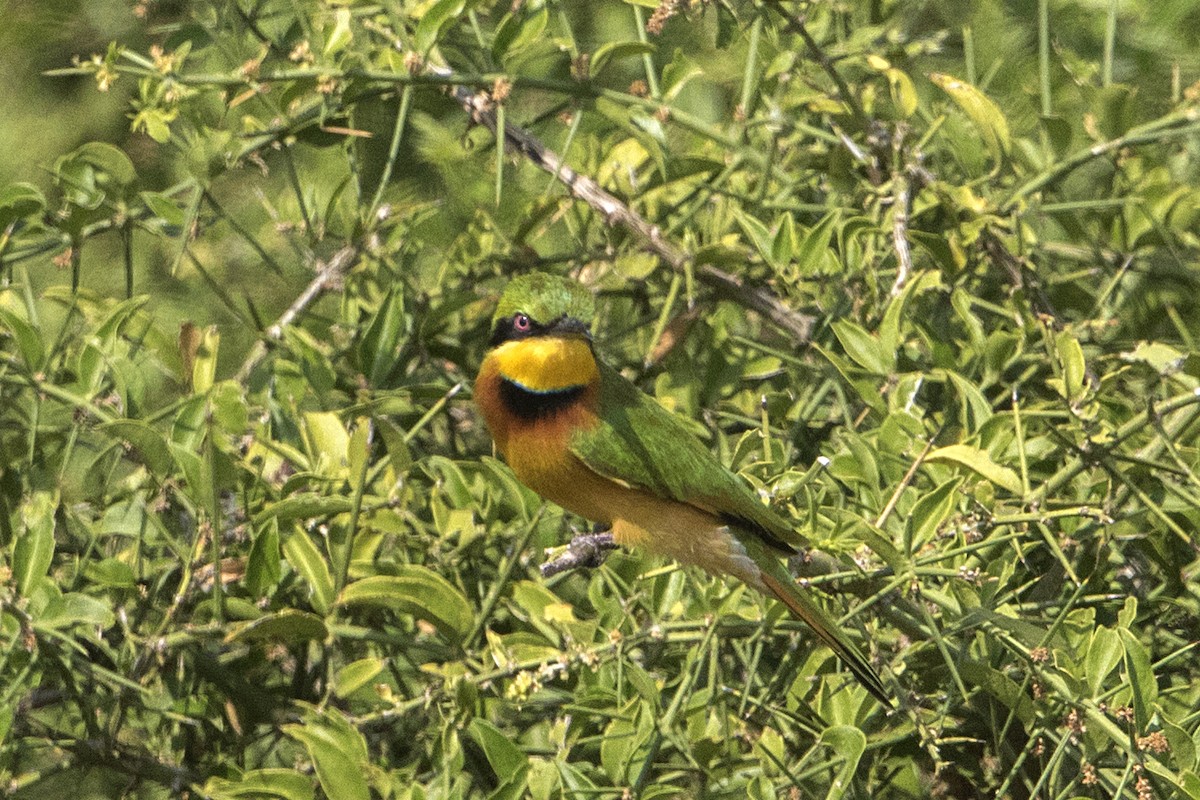 Little Bee-eater - ML110844201