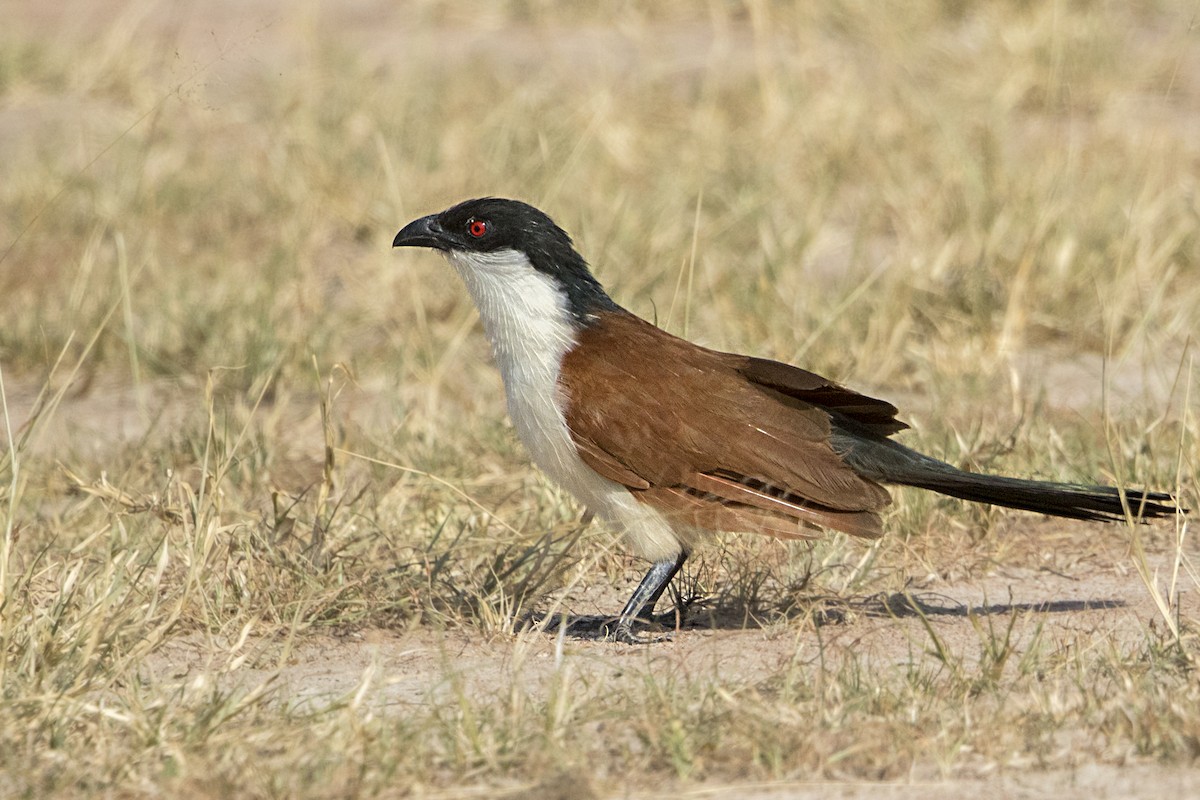 Senegal Coucal - Bradley Hacker 🦜