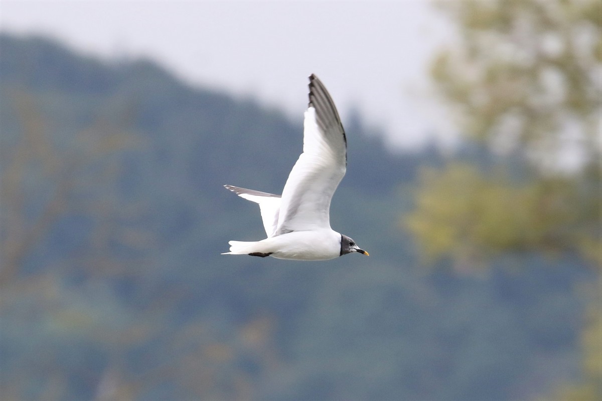 Mouette de Sabine - ML110845111