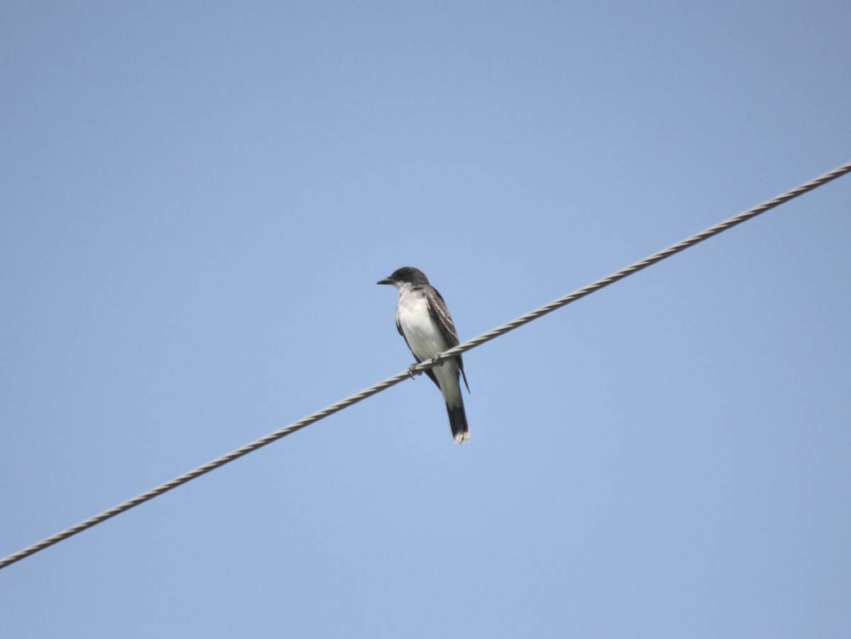 Eastern Kingbird - ML110845471