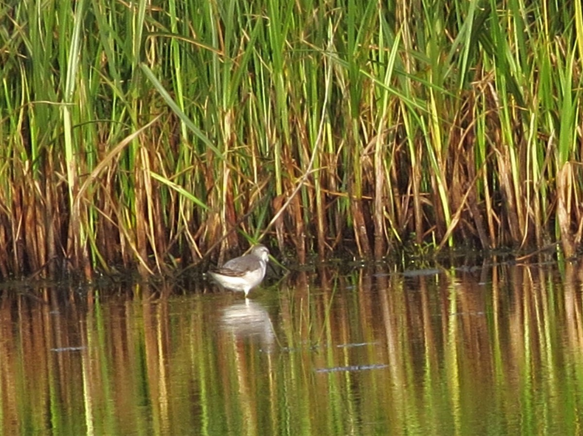 Wilson's Phalarope - Audrey Whitlock