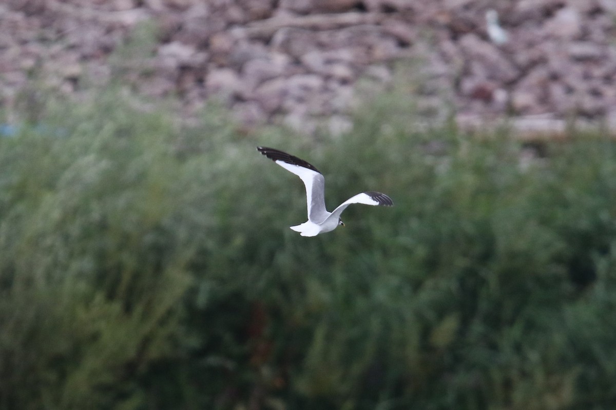 Sabine's Gull - ML110845831