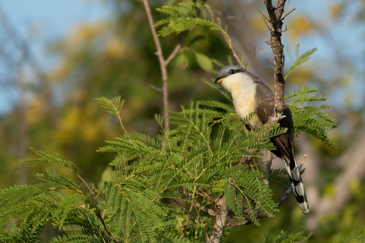 Mangrove Cuckoo - ML110846671