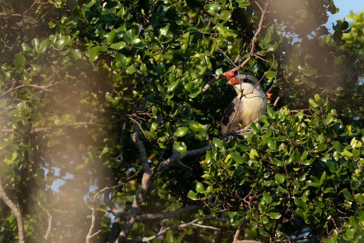 Mangrove Cuckoo - Max McCarthy