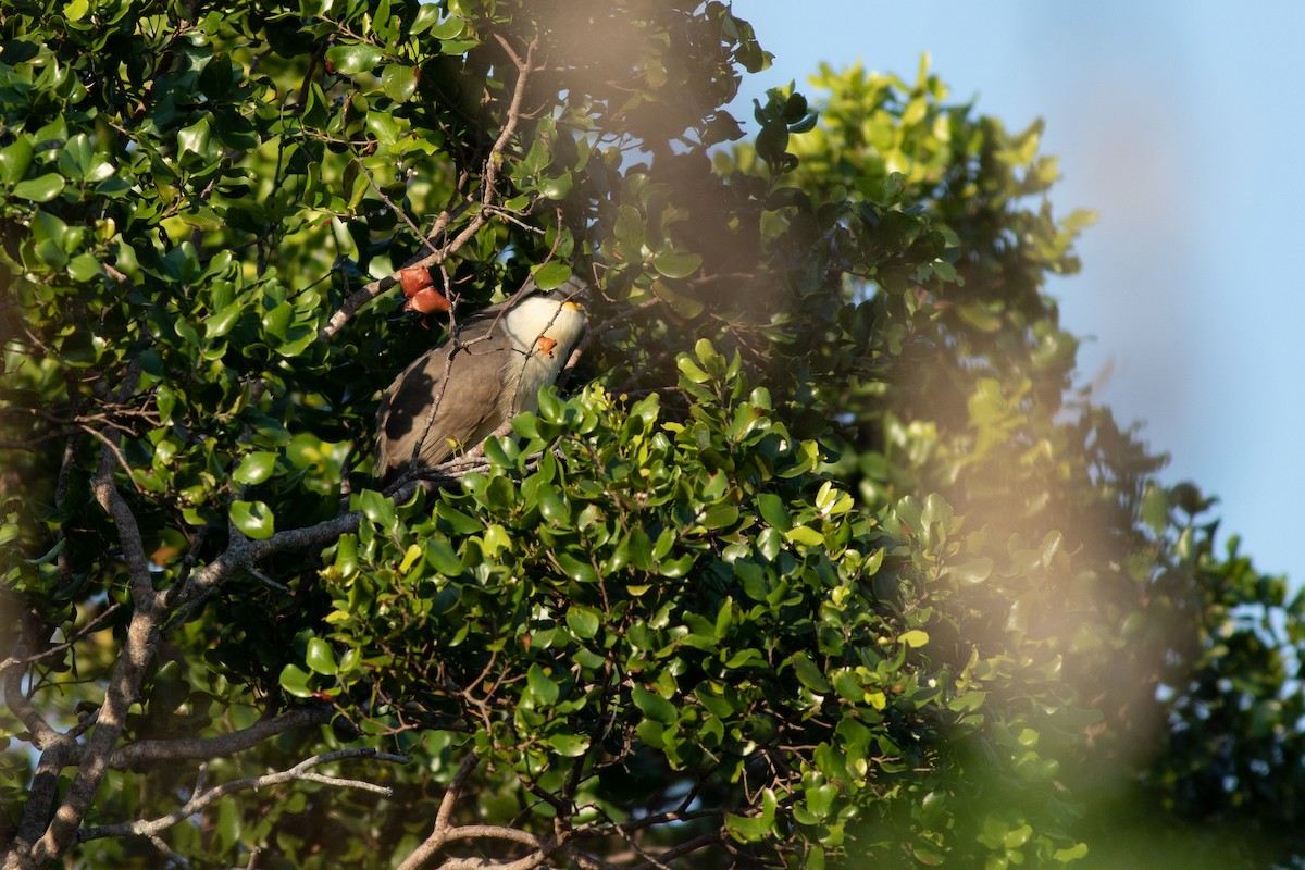 Mangrove Cuckoo - Max McCarthy