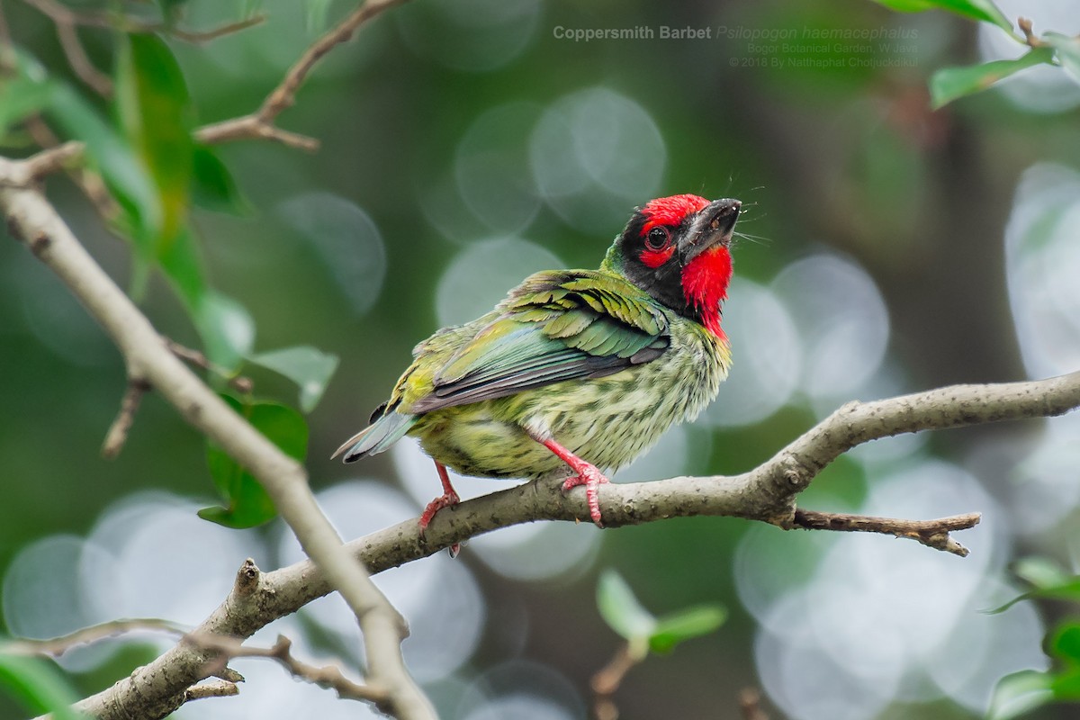 barbet zvučnohlasý - ML110849601