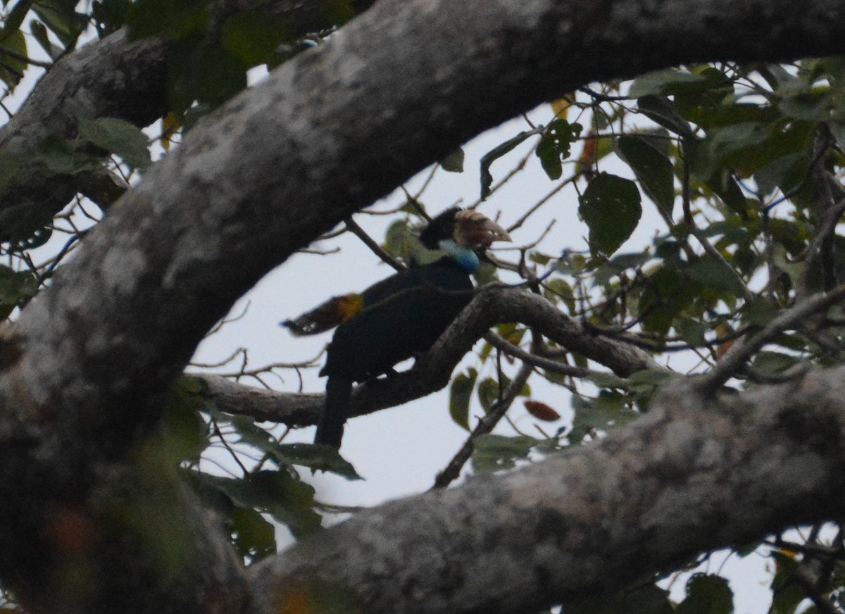 Sumba Hornbill - ML110850421