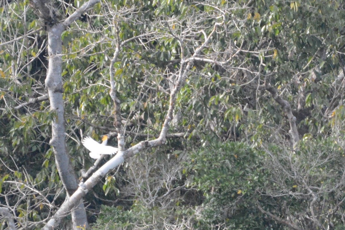 Citron-crested Cockatoo - ML110851071