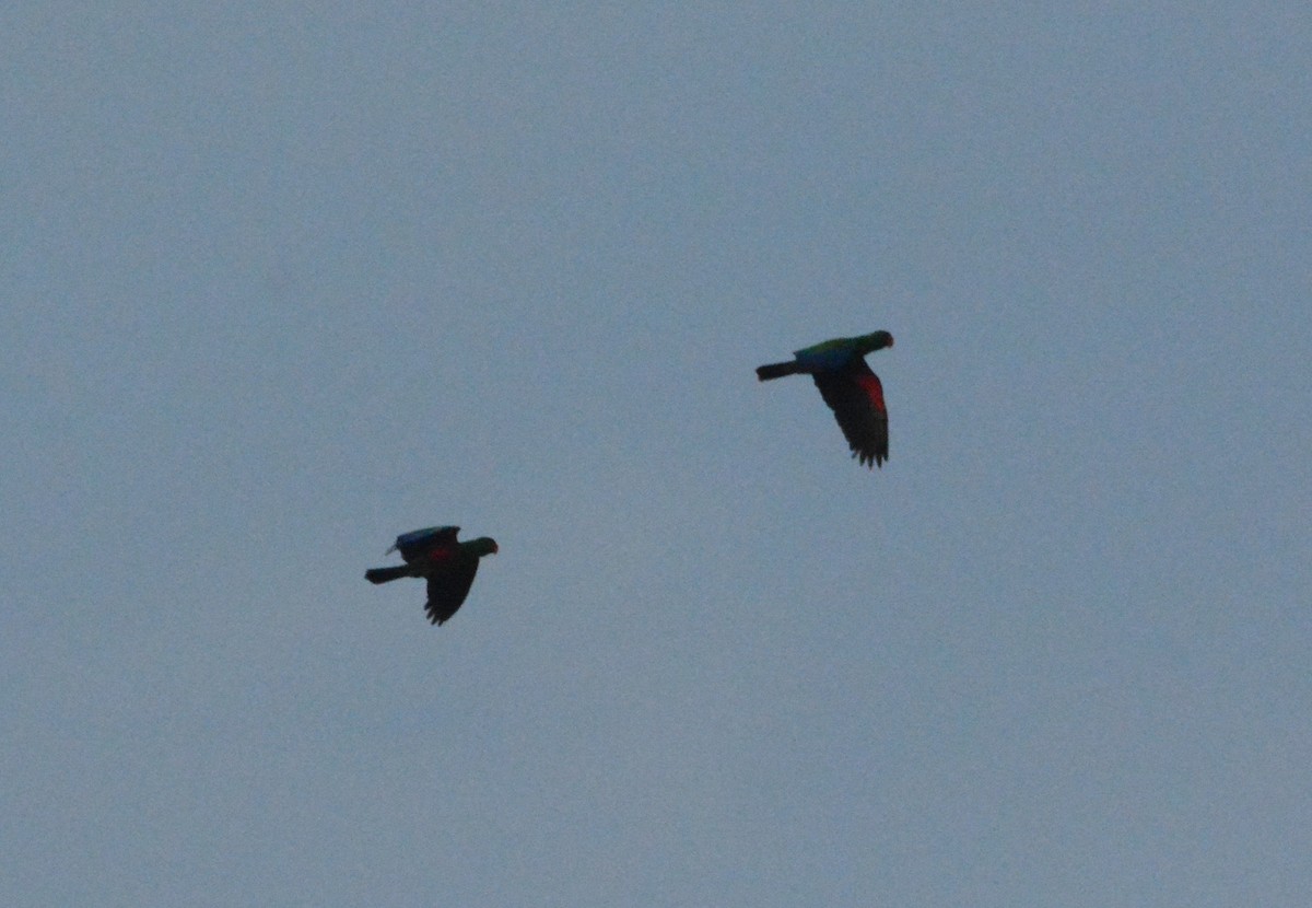 Sumba Eclectus - ML110851511