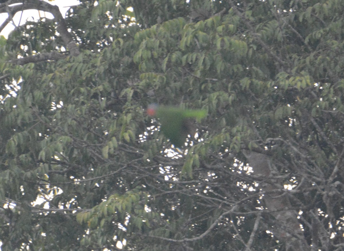 Red-cheeked Parrot - ML110852091