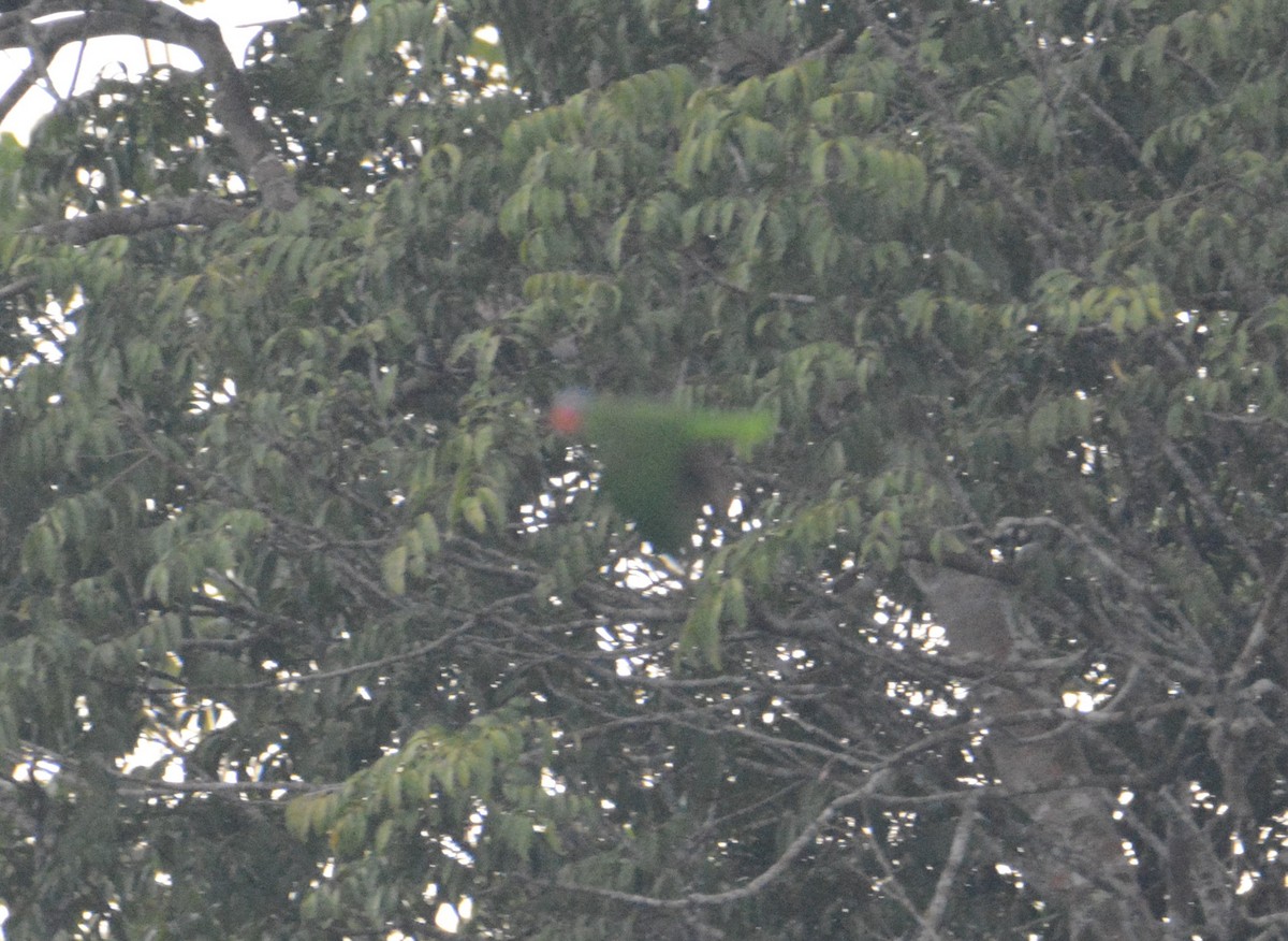 Red-cheeked Parrot - Ari Noviyono