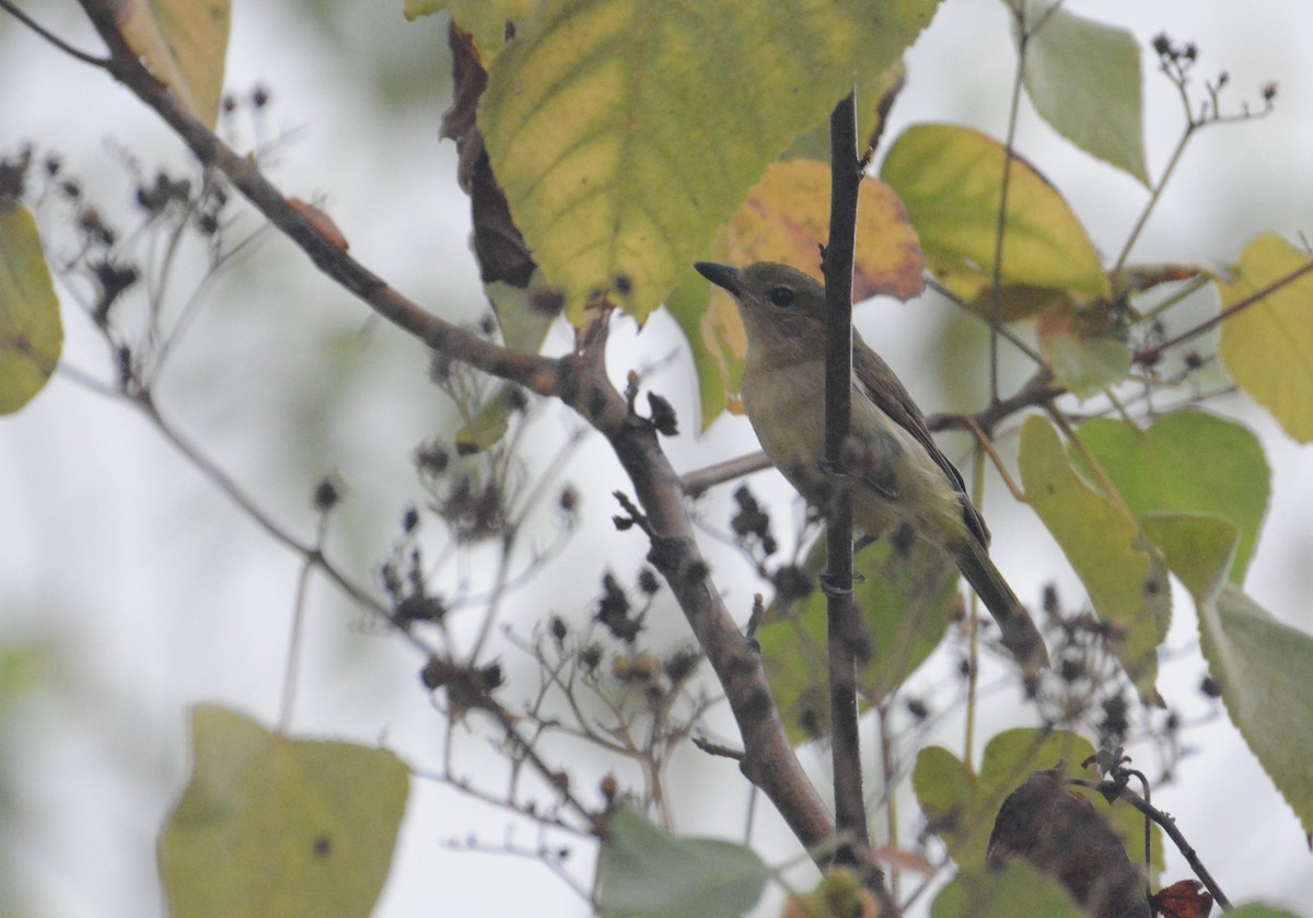 Rusty-breasted Whistler - ML110852171