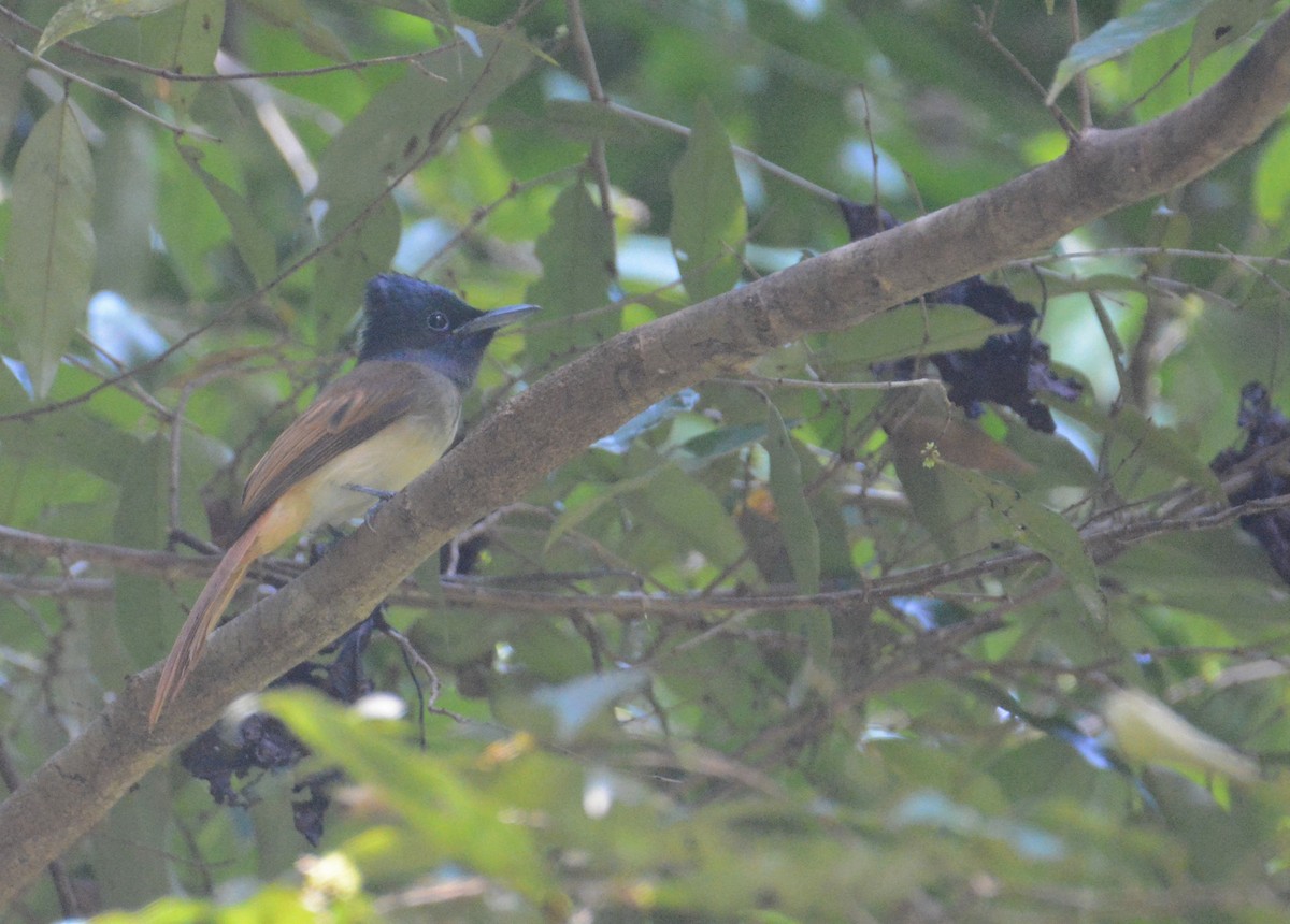 Tenggara Paradise-Flycatcher - ML110852231
