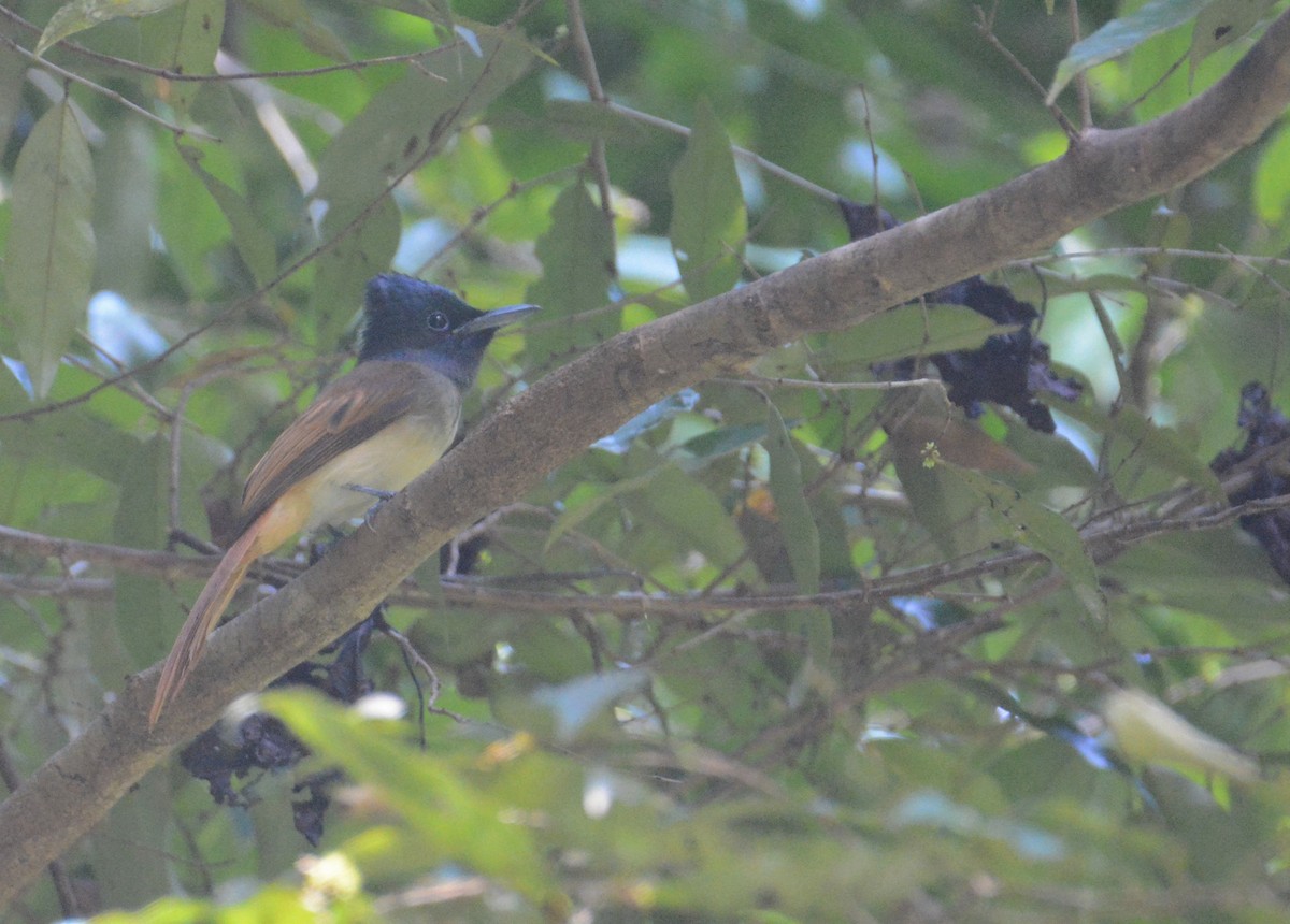 Blyth's Paradise-Flycatcher (Lesser Sundas) - Ari Noviyono