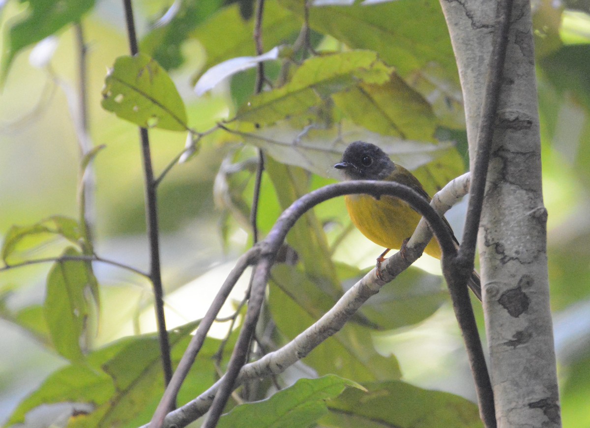 Gray-headed Canary-Flycatcher - Ari Noviyono